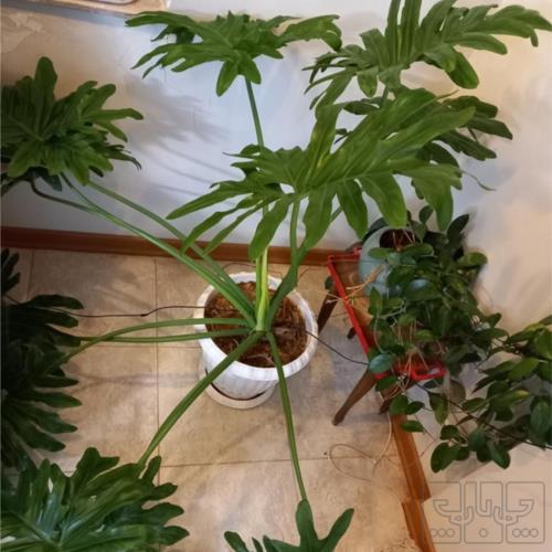 خانه و  آشپزخانه - باغبانی - گل و گیاه طبیعی