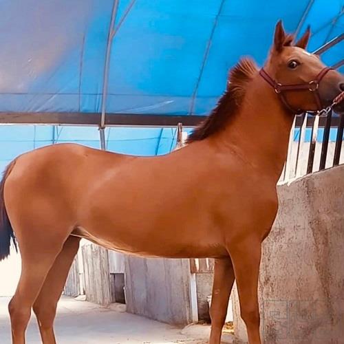 خانه و  آشپزخانه - حیوانات - پستانداران