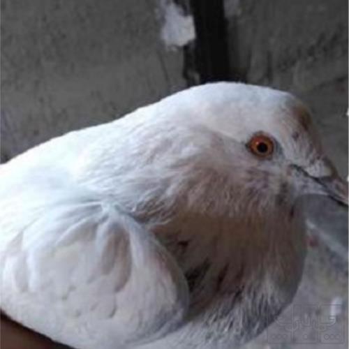 خانه و  آشپزخانه - حیوانات - پرندگان