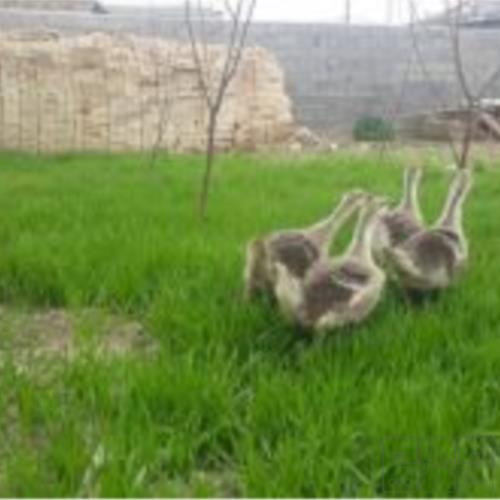خانه و  آشپزخانه - حیوانات - پرندگان