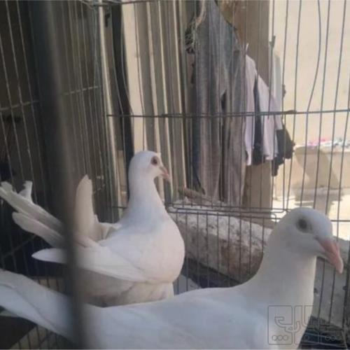 خانه و  آشپزخانه - حیوانات - پرندگان