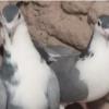 خانه و  آشپزخانه - حیوانات - پرندگان