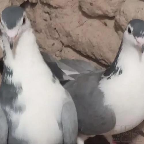 خانه و  آشپزخانه - حیوانات - پرندگان