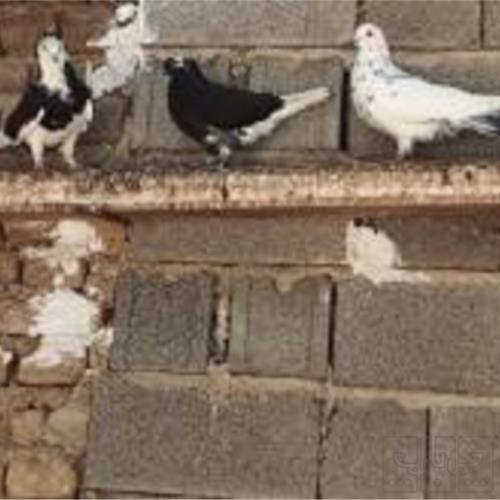 خانه و  آشپزخانه - حیوانات - پرندگان