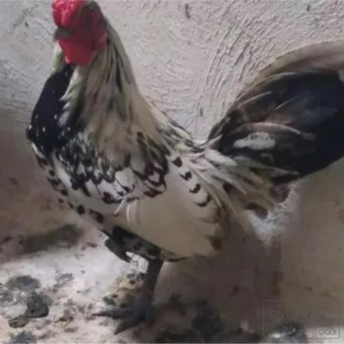 خانه و  آشپزخانه - حیوانات - پرندگان
