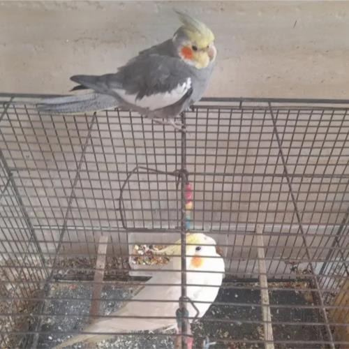 خانه و  آشپزخانه - حیوانات - پرندگان