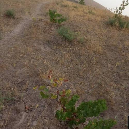 باغ و باغچه - انتقال مالکیت قطعی - ملکی