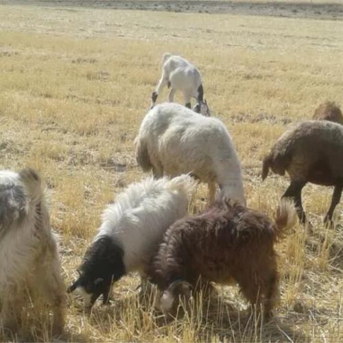 خانه و  آشپزخانه - حیوانات - پستانداران