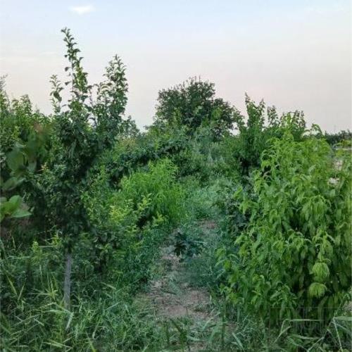 باغ و باغچه - انتقال مالکیت قطعی - قولنامه ای