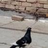 خانه و  آشپزخانه - حیوانات - پرندگان