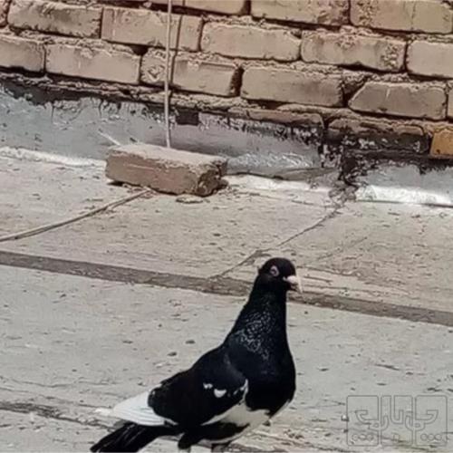 خانه و  آشپزخانه - حیوانات - پرندگان