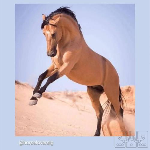 خانه و  آشپزخانه - حیوانات - پستانداران
