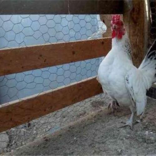 خانه و  آشپزخانه - حیوانات - پرندگان