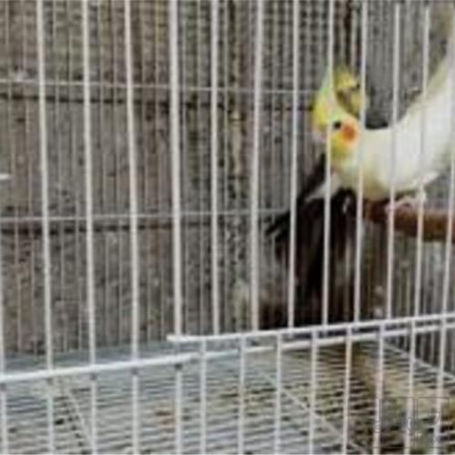 خانه و  آشپزخانه - حیوانات - پرندگان