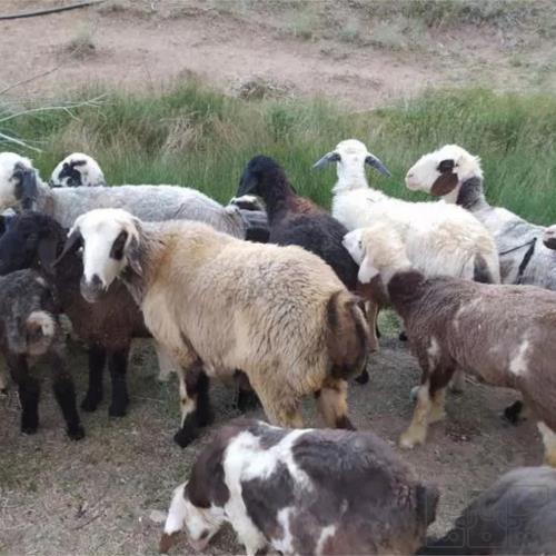 خانه و  آشپزخانه - حیوانات - پستانداران