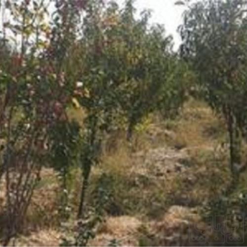 زمین زراعی - انتقال مالکیت قطعی