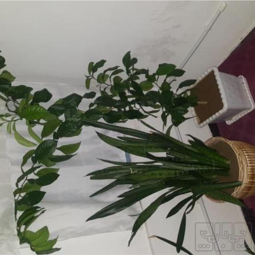 خانه و  آشپزخانه - باغبانی - گل و گیاه طبیعی