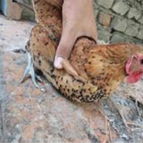 خانه و  آشپزخانه - حیوانات - پرندگان