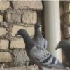 خانه و  آشپزخانه - حیوانات - پرندگان