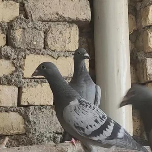 خانه و  آشپزخانه - حیوانات - پرندگان