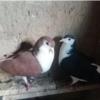 خانه و  آشپزخانه - حیوانات - پرندگان