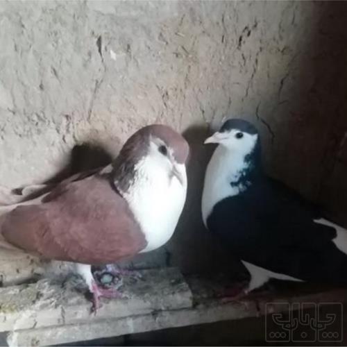 خانه و  آشپزخانه - حیوانات - پرندگان