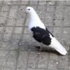 خانه و  آشپزخانه - حیوانات - پرندگان