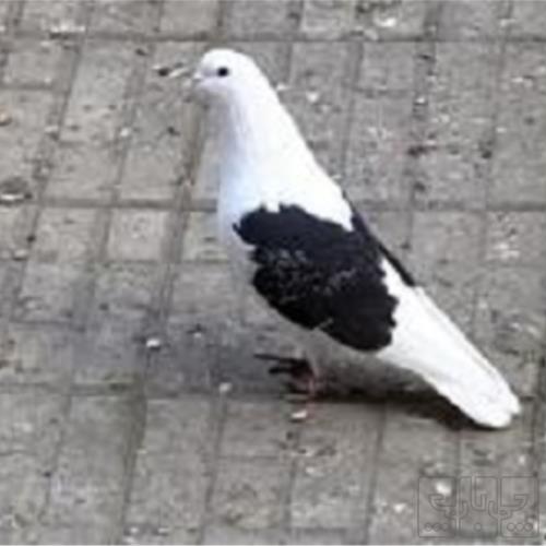 خانه و  آشپزخانه - حیوانات - پرندگان