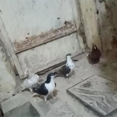 خانه و  آشپزخانه - حیوانات - پرندگان