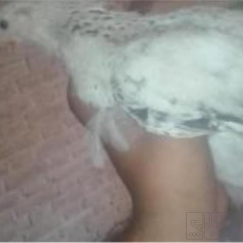 خانه و  آشپزخانه - حیوانات - پرندگان