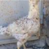 خانه و  آشپزخانه - حیوانات - پرندگان