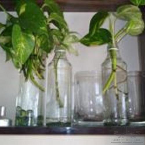 خانه و  آشپزخانه - باغبانی - گل و گیاه طبیعی