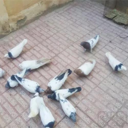 خانه و  آشپزخانه - حیوانات - پرندگان
