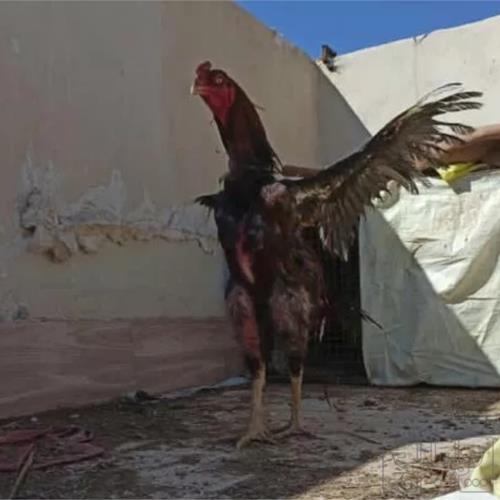 خانه و  آشپزخانه - حیوانات - پرندگان
