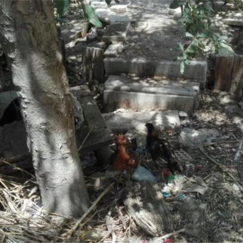 خانه و  آشپزخانه - حیوانات - پرندگان