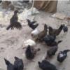خانه و  آشپزخانه - حیوانات - پرندگان