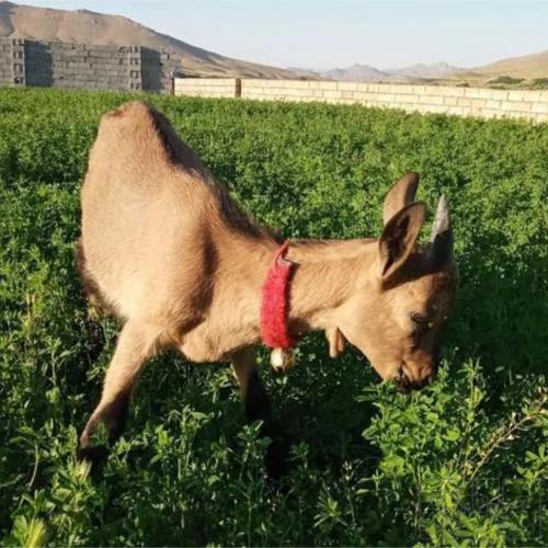 خانه و  آشپزخانه - حیوانات - پستانداران