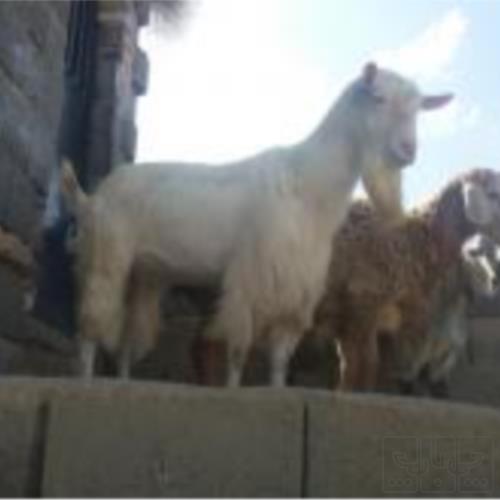خانه و  آشپزخانه - حیوانات - پستانداران