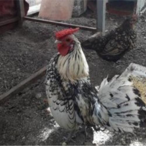 خانه و  آشپزخانه - حیوانات - پرندگان