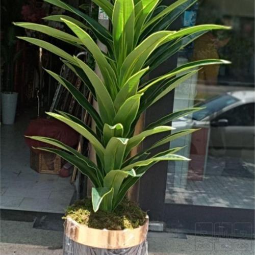 خانه و  آشپزخانه - باغبانی - گل و گیاه طبیعی