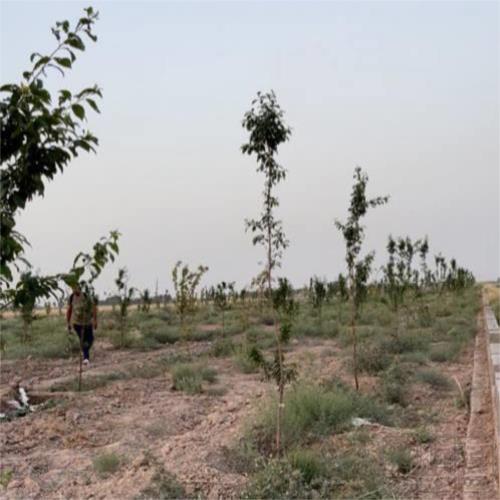 باغ و باغچه - انتقال مالکیت قطعی - وکالتی
