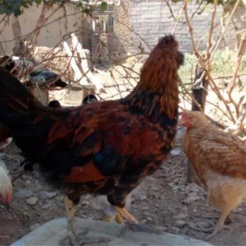 خانه و  آشپزخانه - حیوانات - پرندگان