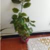 خانه و  آشپزخانه - باغبانی - گل و گیاه طبیعی