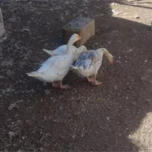 خانه و  آشپزخانه - حیوانات - پرندگان