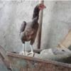 خانه و  آشپزخانه - حیوانات - پرندگان