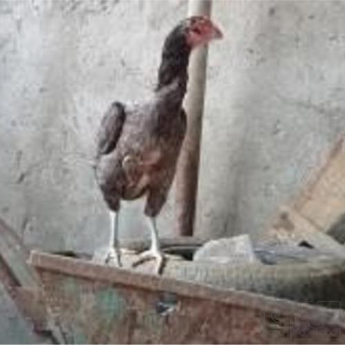 خانه و  آشپزخانه - حیوانات - پرندگان