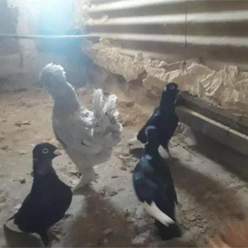 خانه و  آشپزخانه - حیوانات - پرندگان