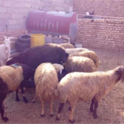 خانه و  آشپزخانه - حیوانات - پستانداران