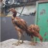 خانه و  آشپزخانه - حیوانات - پرندگان