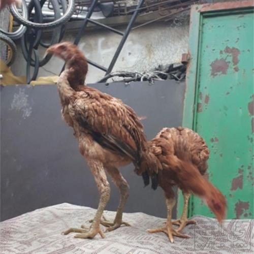 خانه و  آشپزخانه - حیوانات - پرندگان